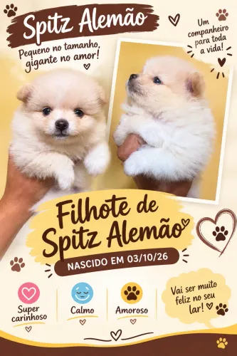 Vendo lindo filhote Spitz Alemão