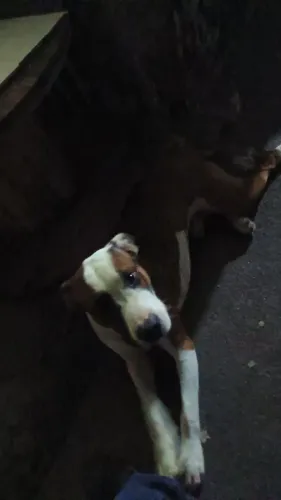 Vendo cão de raça jovem vacinado bem cuidado 