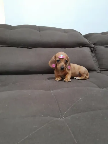 Codap salsichinha anão mini fêmeas Vacinadas e vermifugadas