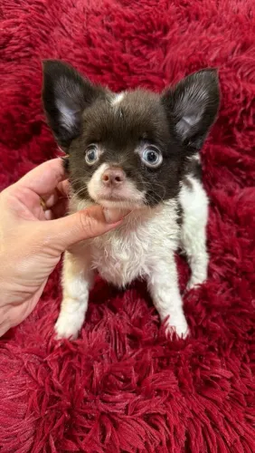 Chihuahua. Um menino super fofo de pelagem longa. A coloração mais desejada!