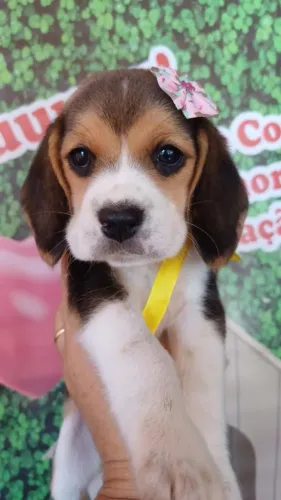 Fofos e Carinhosos, Filhotes de Beagle Macho e Fêmea Lindos