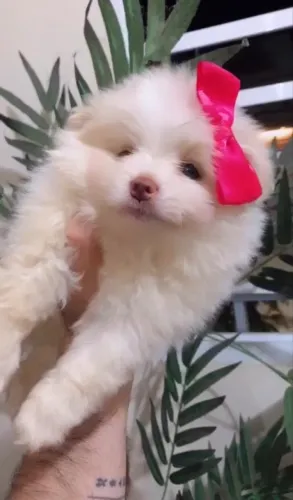 Fêmea de Lulu da Pomerânia Disponível