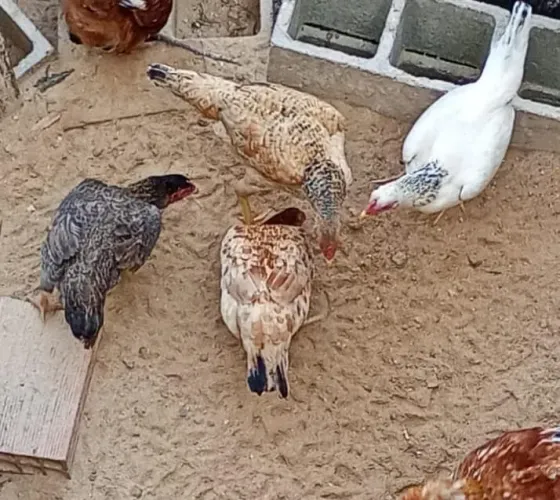 Galinha Caipira sem raça definida . Vendo 150 reais a unidade 
