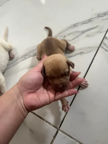 Adoção de lindo cachorrinhos 