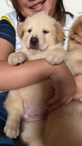 Filhote golden 