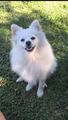Femea Lulu da pomerania branca neve NÃO castrada 