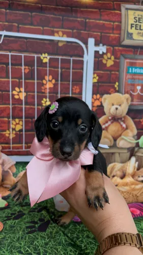 Lindos salsichinhas Teckel Dachshund