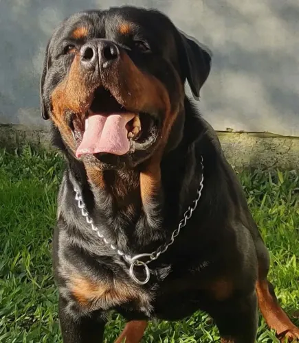 Filhotes de rottweiler