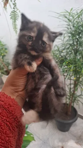 Linda gatinha persa com 60dias bem peluda