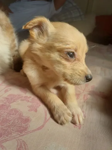 Doa-se filhotes de cachorro. 