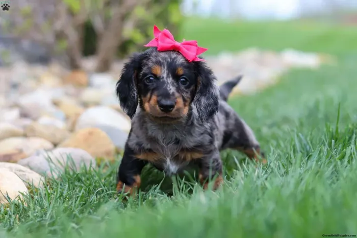 Dachshund pelo longo | Aproveite e reserve hoje