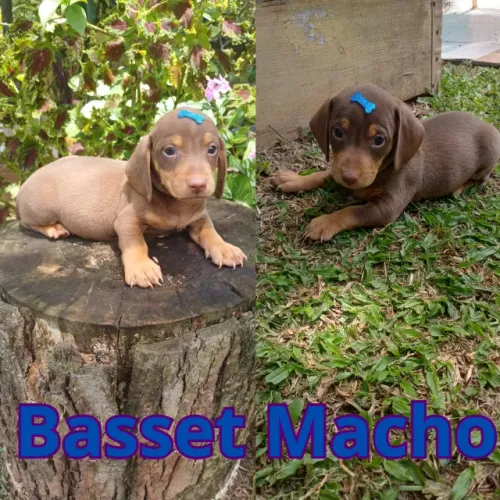 Salsicha Basset machinho