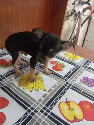 Filhote de pinscher