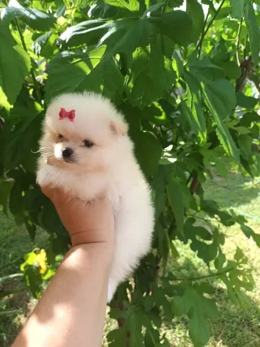 Cachorro lulu -spitz