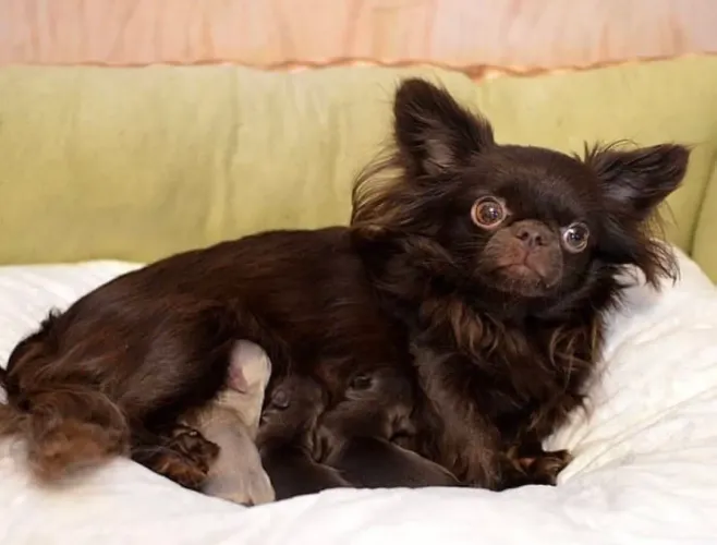 Chihuahua filhotinhos pelo longo meninos ac cartão