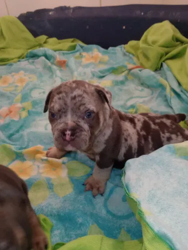 Américan Bully 