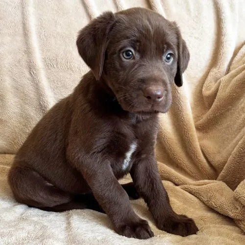 Labrador Chocolate | Mais que um pet, um novo amigão.