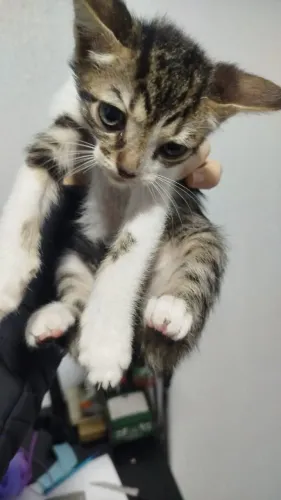 Gatinhos para adoção responsável