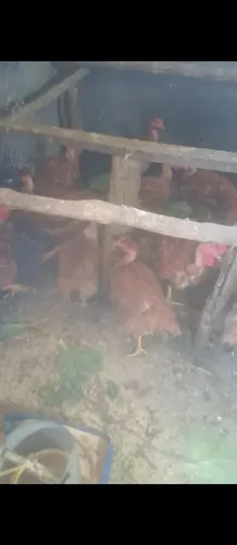Galinha caipira