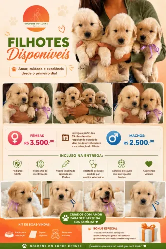 FILHOTES DE GOLDEN RETRIEVER CBKC RESERVAS ABERTAS
