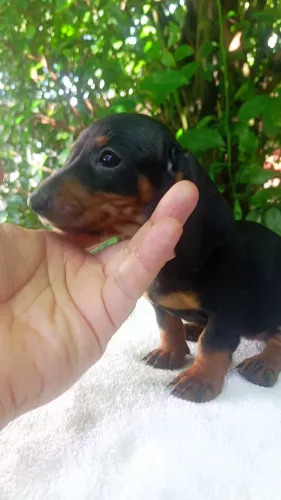 Filhotes de Dachshund