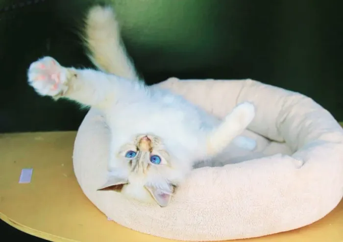 Gatinho Angorá Red Point Macho 5 meses Lindíssimo