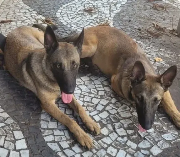 Filhote fêmea de Pastor belga malinois