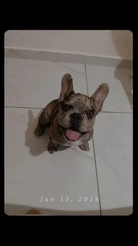 Bulldog francês macho exótico