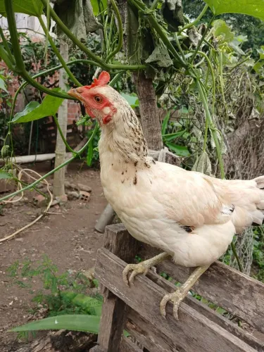 Vende-se galinhas caipira 