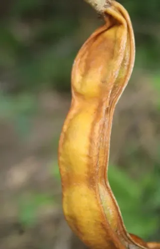 MUDAS DE INGÁ CHINELO