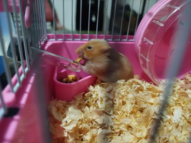 gaiola é hamister 