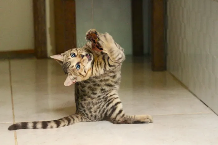Bengal Filhote