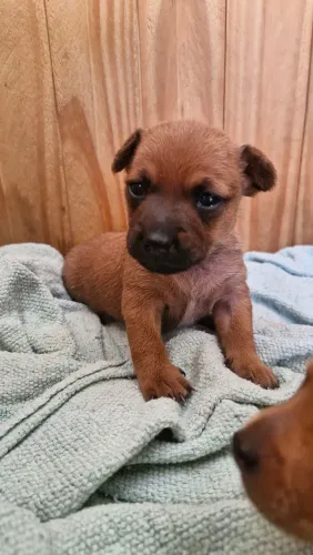 Filhote de Pinscher - Tamanho 01