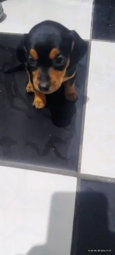 Cachorrinho