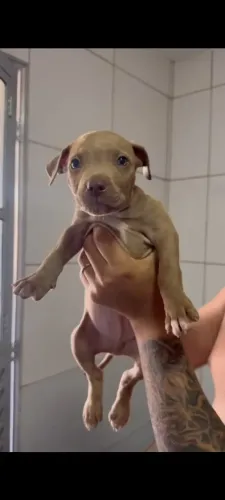 Pit monster
