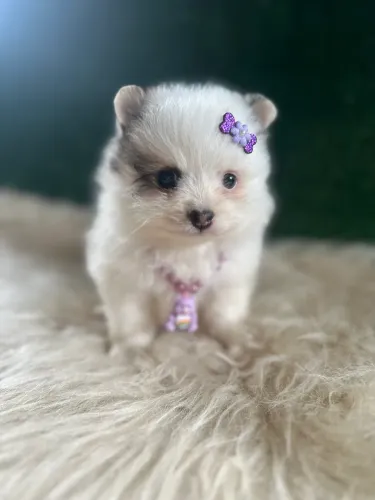 Lulu da Pomerania anão