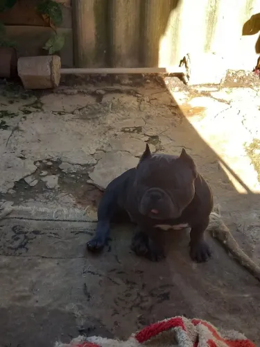 Macho 1 ano