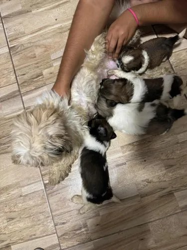 Shih tzu 