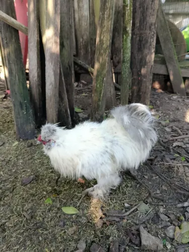 Galinha sedosa do Japão 50,00 cada