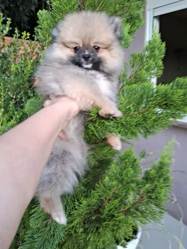 Lulu da pomerania