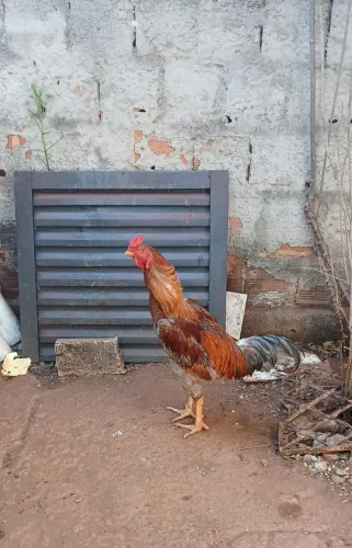 Galo novo e muito bonito saudável