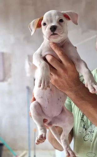Filhotes de Boxer com Buldogue Americano 