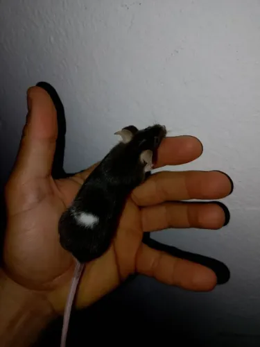 Camundongo ( rato pequeno ) cores variadas
