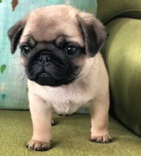 Filhote de Pug