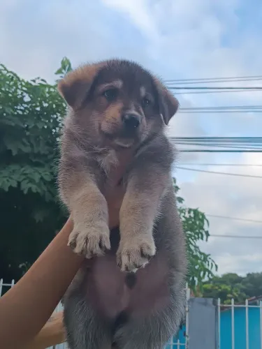 Cachorro Pastor