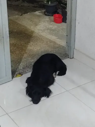 Doa-se cachorro macho