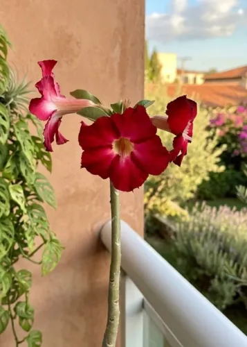 Rosa do deserto vermelha 