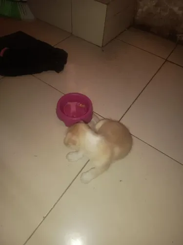 Filhotes de poodle com maltês 