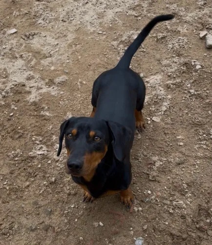 Doação de basset