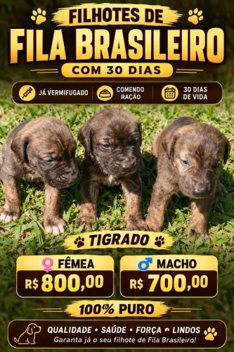 Filhotes de fila Brasileiro